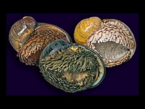 Volcanic Snail: Nature’s Extreme Survivor (Dev Science Explorer and The Nature Talks)