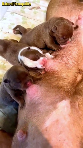 幸せを運ぶ子犬 #KoreaPuppies #JapanDogs