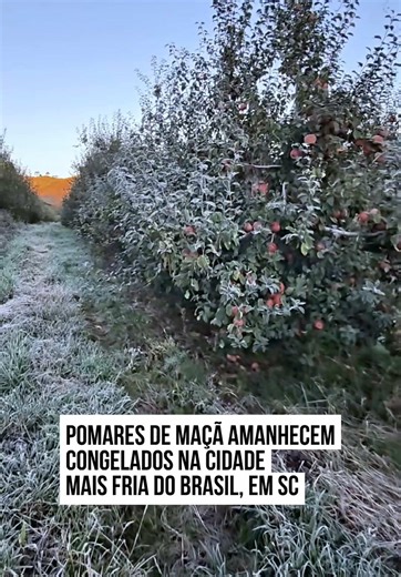 🥶 O #amanhecer desta terça-feira (12/5) registrou a temperatura mais baixa do ano até agora na #SerraCatarinense. O frio fez com que os pomares de maça em São Joaquim, considerada a cidade mais fria do Brasil, surgissem congelados. Sob a influência de uma intensa massa de ar polar, a região transformou-se em um cenário de cristais de gelo, com destaque para a mínima de -5,6°C registrada na estação do Bairro Jardim Bandeira. Enquanto o perímetro urbano sentia o rigor do gelo, o Vale dos Caminhos