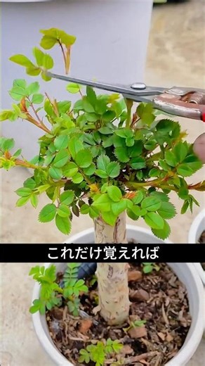 99% of People Don't Know This! Pruning Tips to Get More Roses