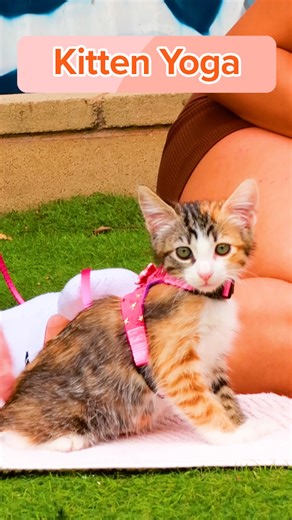 14K views · 62 reactions | kittens were too cute for me to focus on the yoga ? join @nanllili and check out @laughingfrogyoga to sign up for their yoga classes with rescue kittens from @kittybungalow | BuzzFeed Animals | Facebook