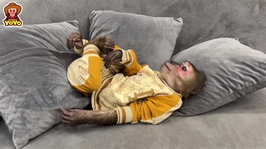 11K views · 1.7K reactions | Monkey YoYo Jr on Reels | Facebook