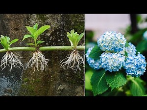 Try propagating hydrangea by simple cuttings│it's too easy to make many hydrangeas this way