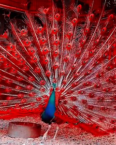 753K views · 123K reactions | Peacocks are a stunning display of nature's beauty! 連 | MetDaan Discovery | Facebook