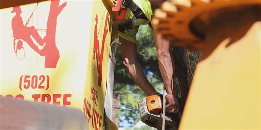Metro ordinance leaves Louisville homeowners on the hook to pay for public tree removal