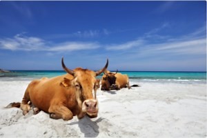 Sunbathing Cows on the Beach in Corsica, France- Don't Take Selfies!