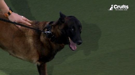 After a lifetime of incredible service, Baloo the retired police dog is your winner of The Kennel Club Hero Dog Award 2025! 🏆 👮‍♂💙 #Crufts #Crufts2025 #BlueTheHero #KennelClubHeroDogAward | Crufts