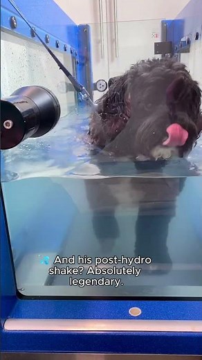 Almost 7 Years old labradoodle doing hydrotherapy!