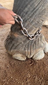 321K reactions · 5.9K shares | ❌❌NO MORE CHAIN!!!❌❌ Since Yani...