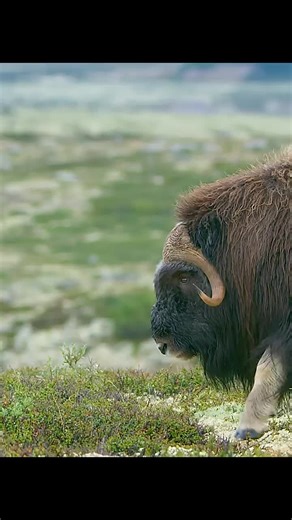 Musk Ox's #wildlife #animals #nature #natgeo