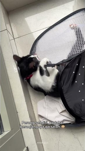 Muka nakal chireng 😂 #kucing #kucingnakal #kucingaktif #kucinggemesin #keranjanglaundry
