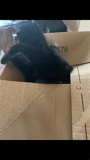 When mom brings home a box I must immediately make sure I can fit in it.