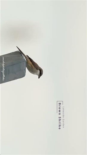 Up Close with the Brown Shrike: Singapore’s Winter Visitor!