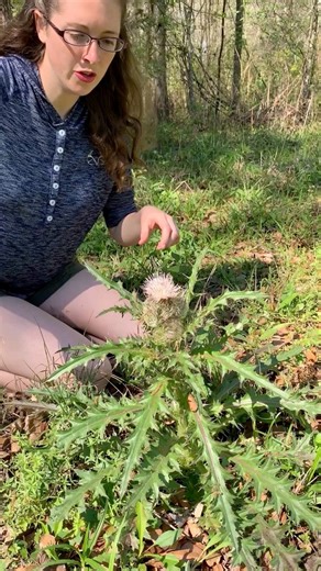 Picking bull thistle, aka Cajun celery! Here’s how to clean and prepare it! | Anna The Archer