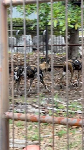 #shorts Hopping African wild dogs at Hamamatsu City Zoo, April 5, 2026