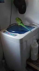 obsessed with washing machine spin cycle...#parrotsoftiktok #talkingparrots #indianringneckparrot #birdsoftiktok #birdtok | Lifewithbird93