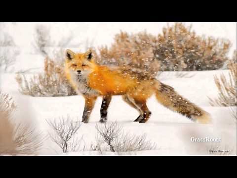 The Red Fox: Natural History and Wildlife Biology