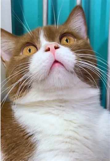 #fypシ゚viral🖤tiktok #pecintakucing