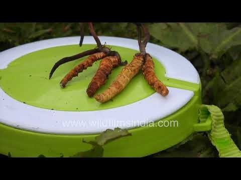 Cleaning Himalayan cordyceps (Yarsagumba) after harvest in Pithoragarh, Uttarakhand