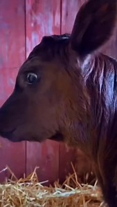 1.2K views | Cooking in Beef Tallow since 2023! | 1950 Originals | Facebook