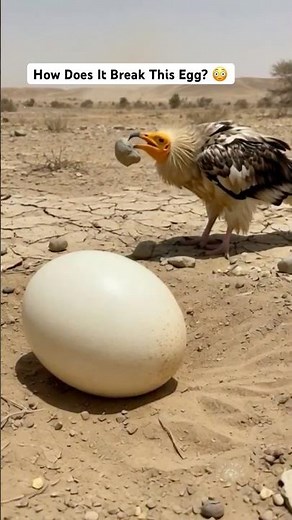 Nature’s Genius Bird 😳 🦅🪨 🥚| Egyptian Vulture