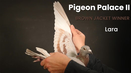 8.7K views · 144 reactions | BROWN JACKET WINNER Pigeon Palace 2 | AFRIKAPRO | Facebook