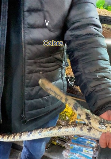 🐍 FALSE WATER COBRA LOVE 🐍 Absolutely one of my favourite snakes right here. The False Water Cobra is such an incredible species — intelligent, curious, and full of personality. Every time I work with one I’m reminded why they’ve become so popular with serious keepers. They’ve got that amazing hooding behaviour, insane feeding response, and they grow into a large, powerful, interactive snake that really keeps you on your toes. This one was an absolute beauty to handle. I honestly can’t wait to