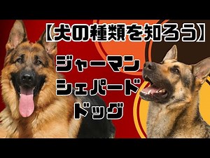 【犬の種類を知ろう】ジャーマン・シェパード・ドッグ
