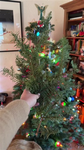 Don't compost your Christmas tree just yet! Upcycle the pine needles into a non-toxic Pine-Sol cleaner 🎄🫧 Cut up the branches into small pieces and add to a large jar. Cover with white vinegar and store in a cool, dark place for two weeks. Strain and pour into a spray bottle. You can use it on countertops, the oven, floors, and more! Plus it makes your house smell amazing. Would you try making it? Note: pine oil is toxic to cats, so only use in parts of your house that they don’t touch #zerowa