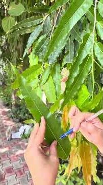 Structure of a Leaf Explained in 90 secs 🍃 | Botany Basics