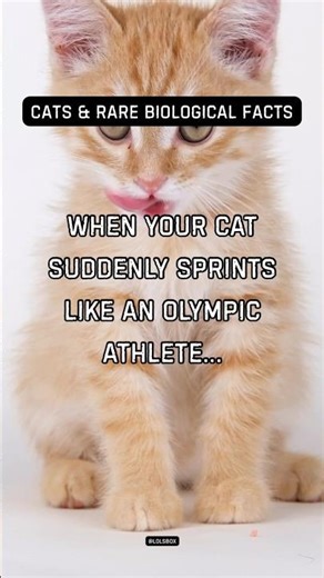 When your cat suddenly sprints like an Olympic athlete They can reach 30 mph, matching pro sprinters