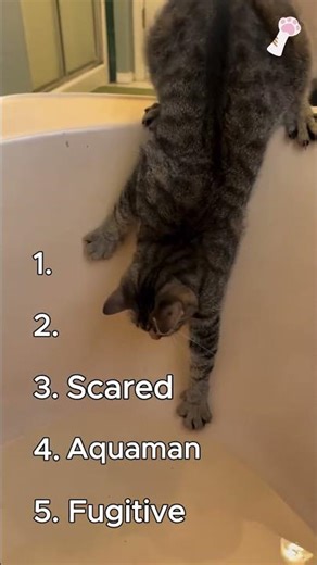 THESE CATS GOT ME LAUGHING TO TEARS 🤣 🤣 🤣 😭 #cat #catsmeme #funnyvideo