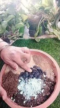 How to grow addendum #floweringplant #Sun#loving#gardening👌❤️❤️💚🌿🌿