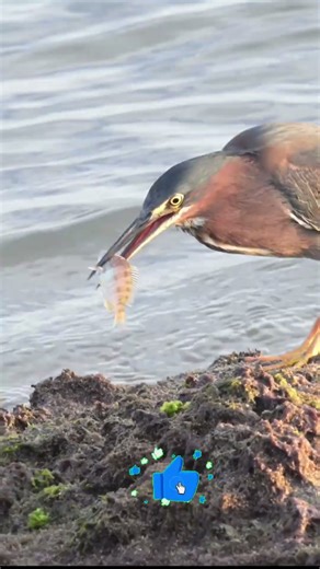 Watch this Green Heron's perfect fishing technique #birds #wildlife