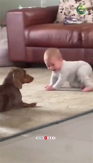 Baby's Reaction to Playful Dogs Will Melt Your Heart ❤️🐶 #babyanddogs #cutebaby #funnydogs