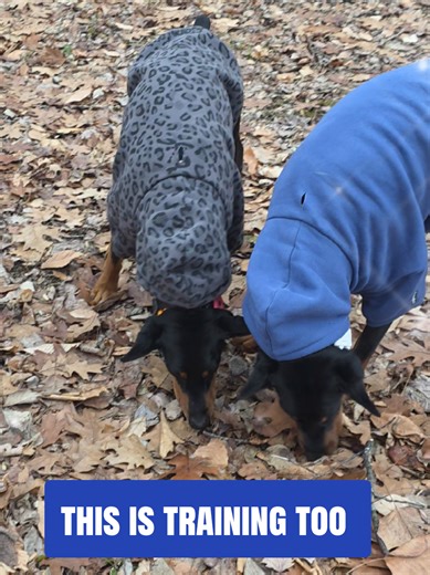 Not every dog training session is flashy. Some are quiet. Some are repetitive. These small reps build calm, focus, and longterm progress. Training doesn't have to be impressive to be effective. #dogtrainingjourney #dogenrichment #dogbehavior #workingdogs #CreatorSearchInsightsIncentivetive