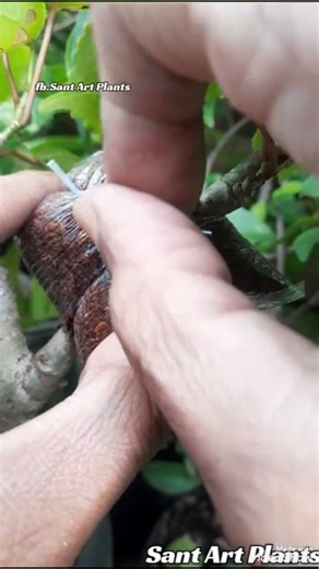 Sant Art on Instagram: "Easy Way to Propagate Plants 🌳 #bonsai #bonsaitree #grafiting #fblifestyle"