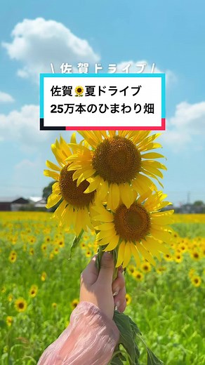 佐賀のかわいいひまわり畑体験記🌻✨