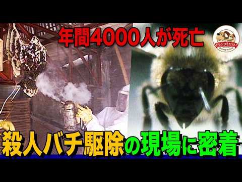 [Killer Bees] Killer bees have caused the deaths of 4,000 people annually in South America! Their...