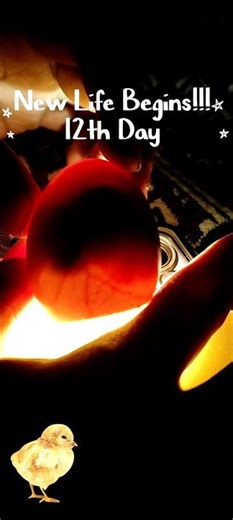 Journey of new life begins !!! 12th day of incubation #farming#farmlife