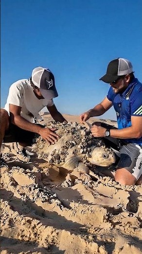 This Turtle Needed Help