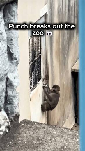 Punch Plans his Zoo Escape..