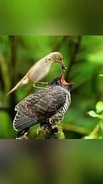 Do you know how cuckoos raise their young?#usa #fyp #animals