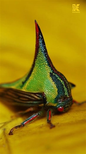 Thorn Bug: Serangga Kecil dengan Penampilan Paling Aneh di Dunia!