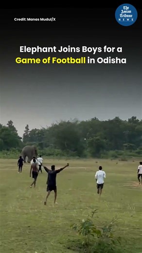 Elephant Joins Boys for a Game of Football in Odisha