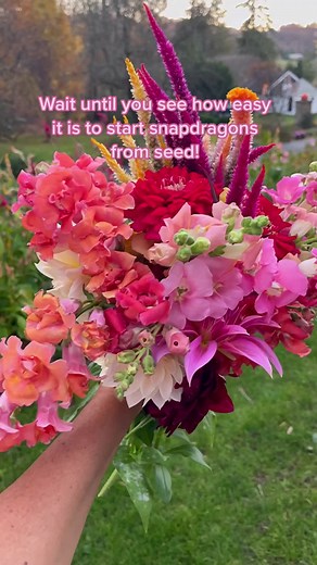 Growing Snapdragons from Seed: Easy Steps for Beginners