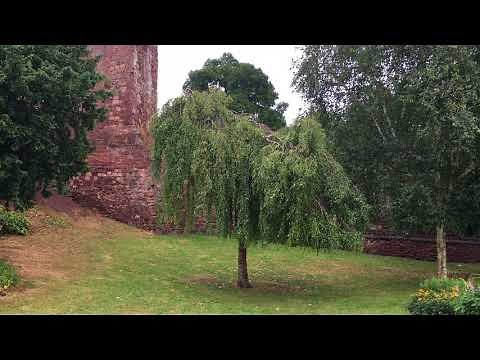 Weeping birch (Betula pendula 'Youngii') - tree - July 2018