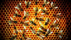 How 1 family’s local bee farm turned into a sweet calling