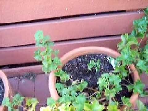 propagating ivy geranium