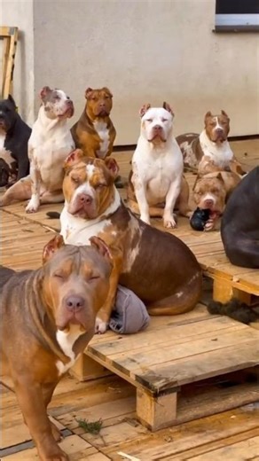 pitbulls 🥶dogs monster fighting😈 meating #shorts #pitbull #viral